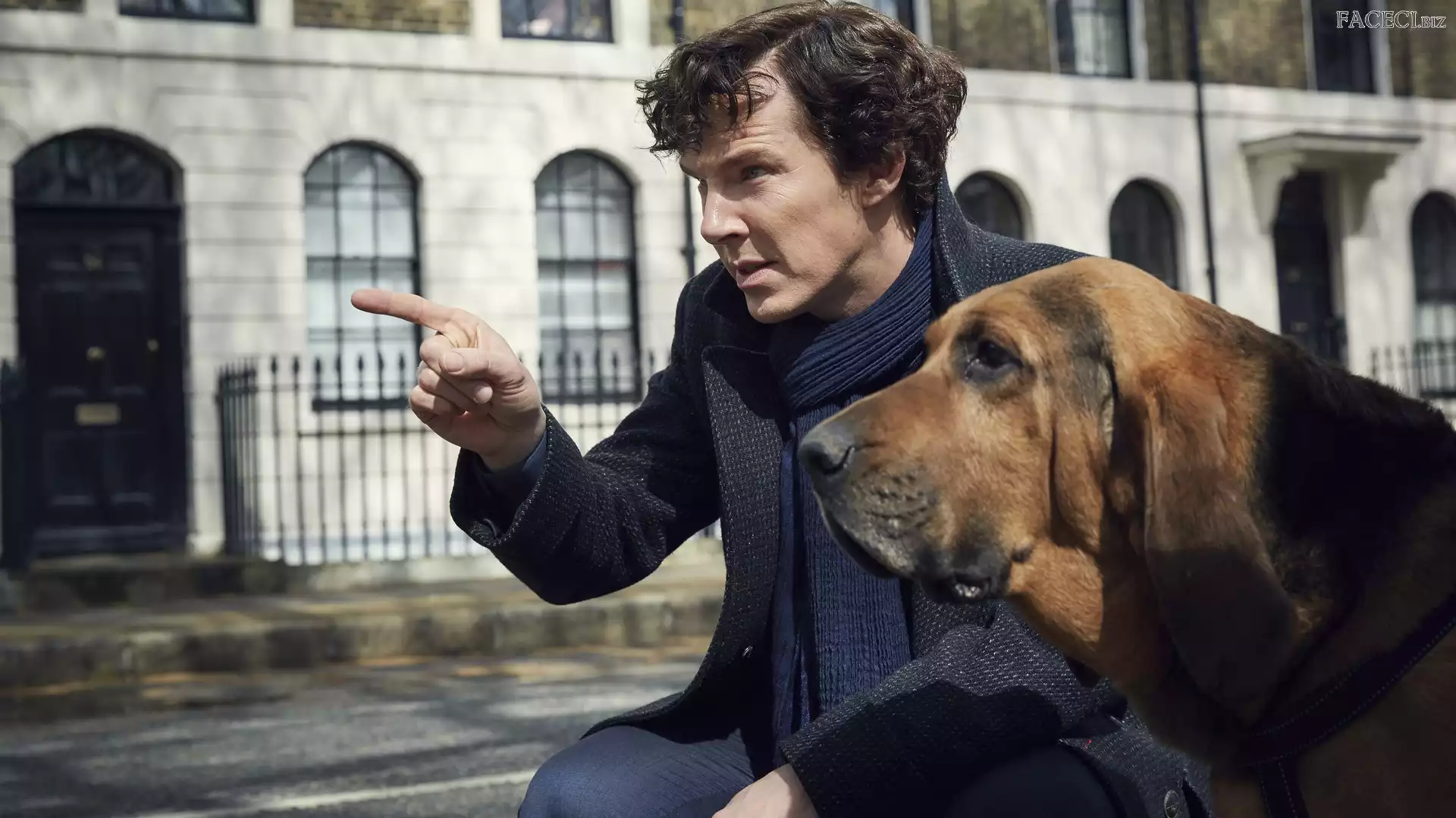 Bloodhound, Pies, Sherlock, Serial, Benedict Cumberbatch